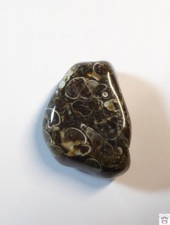 Turitellajaspis Trommelstein